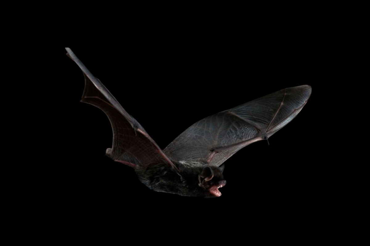 Bat Night in High Park