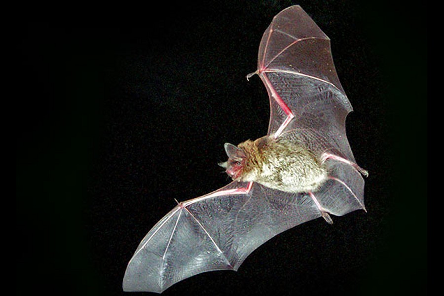 Zoo After Dark: An Evening With Native Bats